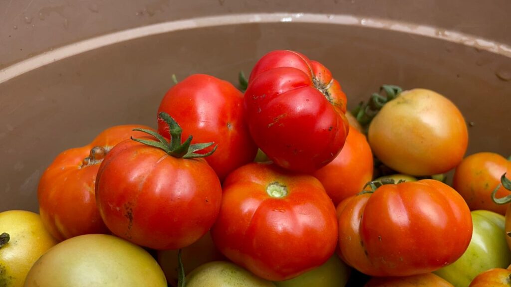 Lapas Narkotika Karang Intan Panen Buah Tomat, Wujud Nyata Pemberdayaan Warga Binaan untuk Ketahanan Pangan